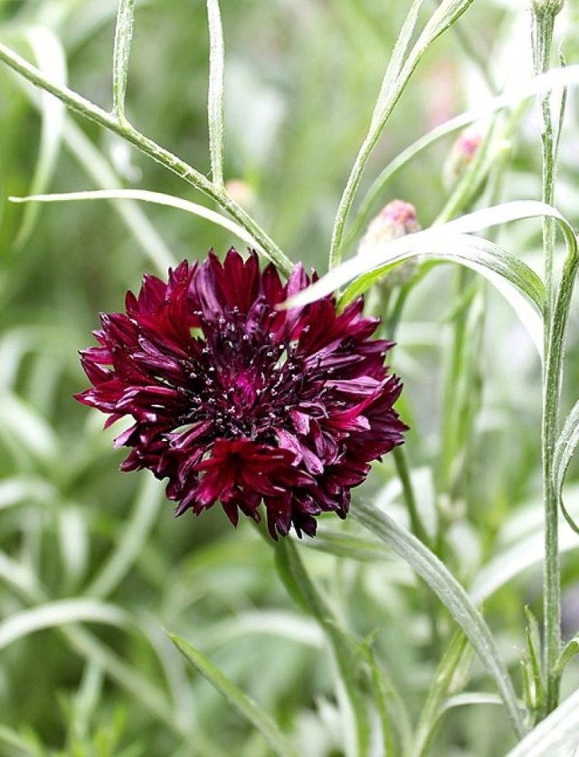 Zelf korenbloemen zaaien: succes en bewondering gegarandeerd